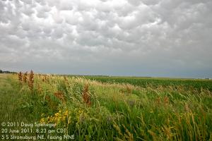 Mammatus clouds and wildflowers